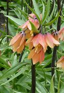 Image result for Fritillaria imperialis Early Fantasy