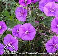 Image result for Texas Land