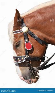 Image result for Horse Bridle White Background