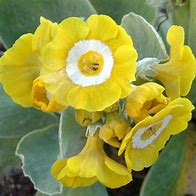 Image result for Primula auricula Lisa