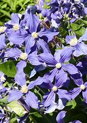 Image result for Clematis integrifolia