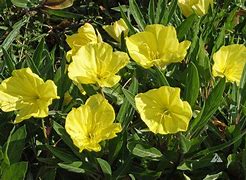 Oenothera macrocarpa に対する画像結果