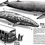 Image result for Largest World Biggest Whale
