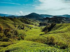 Image result for Cameron Highlands Malaysia Wallpaper