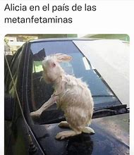 Image result for Conejo Meme Mascotas