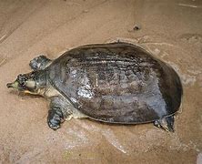 Image result for Nilssonia Trionychidae