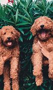 Image result for Cutest Dog Pics Ever