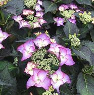 Image result for Hydrangea macrophylla Tiffany Lila