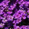 Image result for Aubrieta Blaumeise