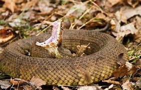 Image result for Most Poisonous Snake in Georgia