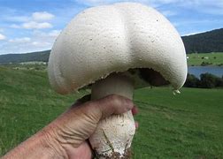 Image result for agaric�ce0