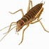 Image result for Bell Cricket Insect PNG