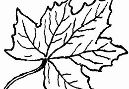Image result for Leaf Outline