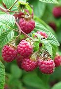 Image result for Pink Raspberry Fruit