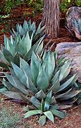 Image result for AZ Desert Plants