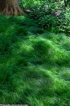 Image result for Carex Texensis Texas Sedge