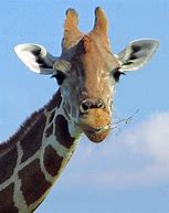 Image result for Funny Giraffe