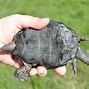 Image result for Acanthochelys pallidipectoris