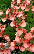 Image result for Diascia Monhop Apricot