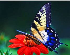 Image result for Cute Colorful Butterfly Wallpapers