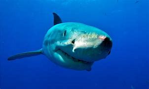 Image result for Great White Back to the Rhythm