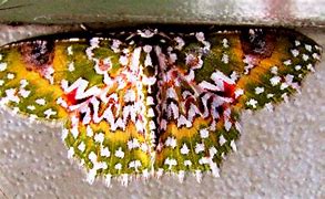 Image result for Geometridae