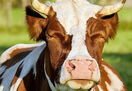 Résultat d’images pour maladie de la vache folle 