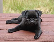 Image result for Cute Black Pug Pictures