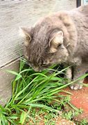 Image result for Stinky Cat Weed