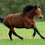 Image result for appaloosas horses pattern