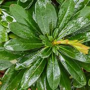 Image result for Euphorbia amygdaloides var. robbiae