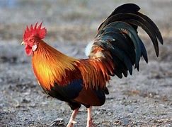 Image result for French Gallic Rooster