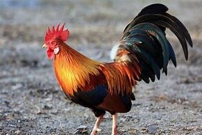 Image result for Gallic Rooster of France