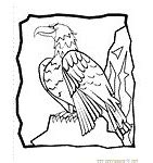 Image result for Bald Eagle Line Drawing