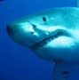 Image result for Biggest Shark Alive Today