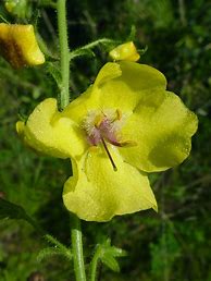 Image result for Verbascum blattaria alba