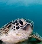 Image result for Marine Life 1600X1200