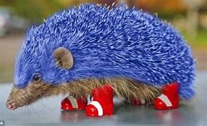 Image result for How Much Does a Hedgehog Cost