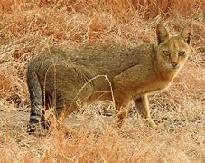 Image result for Jungle Cat Species