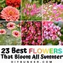 Image result for Beautiful Summer Flowers