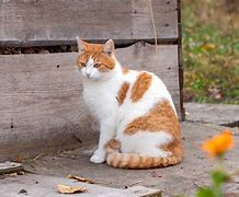 Image result for White Cat with Orange Ears