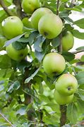 Image result for Old Time Green Apple Tree