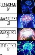 Image result for Metaphase Meme