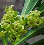 Image result for laureola