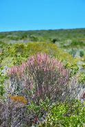 Image result for Indigenous Plants Cape Town