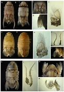 Image result for Aquatic Isopods