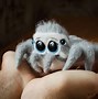 Image result for Spider Soft Toy
