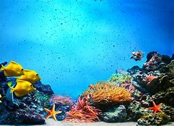 Image result for Underwater Sea Ocean Fish