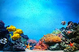 Image result for Fishes Underwater Scene