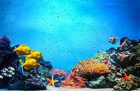 Image result for Clear Underwater Ocean